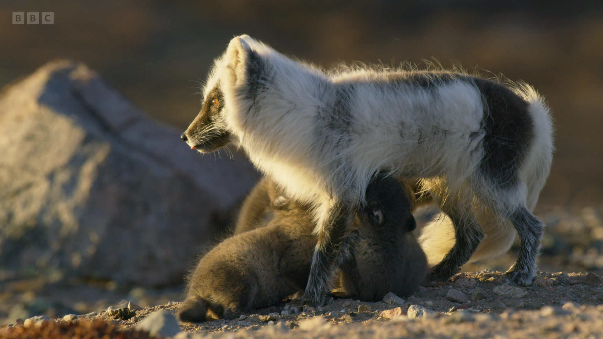 Arctic fox (Vulpes lagopus lagopus) as shown in A Perfect Planet - The Sun